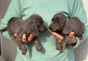 Merlen jazvečik - 2