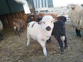 Jahnicky krizence Waliserskej ovce - 2