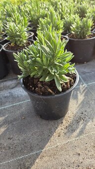 Lavandula - 4 druhy - 2