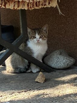 Darujem mačiatka - 2