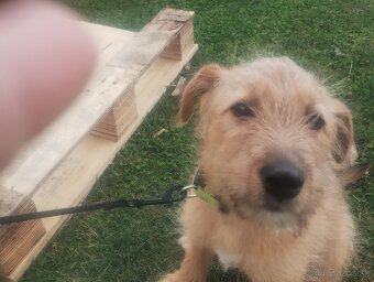 Darujem šteniatko - 2