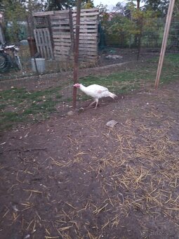 Predám Morku bronzovú - 2