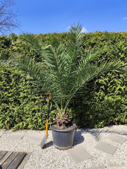 Phoenix canariensis, Kanarsky datlovnik - 2
