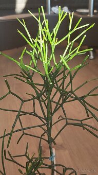 Hattiora cylindrica - 2
