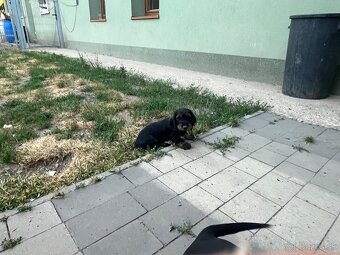 Predam steniatka jazvecíka - 2