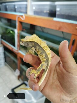 Pagekon riasnaty - 2