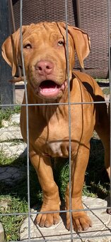 Pitbull - 2