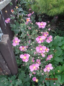 Anemonka - 2