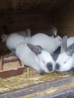 Kalifornsky kralik - 2