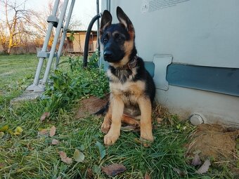 Nemecký ovčiak - 2