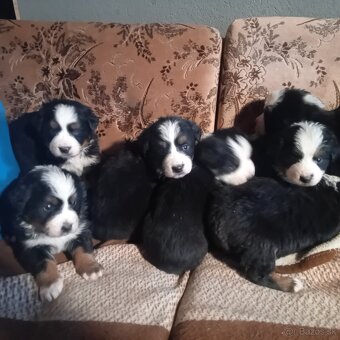 Bernsky  salašnícky pes - 2