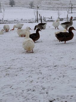 Predalm ruanské kačky, káčerov a husi - 2