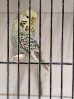 Andulky výstavné - 2