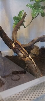 Pagekon riasnatý - 2