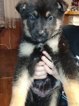 Predam steniatka - 2