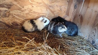 Morské prasiatko. Morča - 2