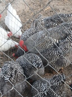 Predám nasadove vajcia Amrox - 2