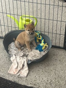 Shiba inu - 2