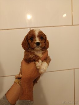Cavapoo - 2
