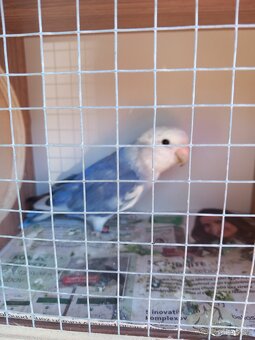 Agapornis ružovohrdlý - 2