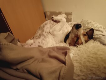 Beagel x Jack Russel teriér - 2