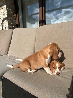 Beagle ,Bigl - 2
