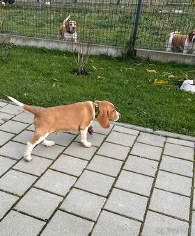 Beagle ,Bigl - 2