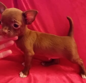 Čivava krátkosrstá - 2