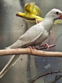 Papagáj alexandrin- princ - 2