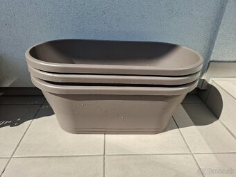 Kvetinace elho Corsica - 2