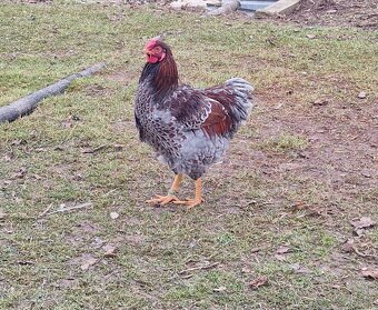 Wyandotka - 2