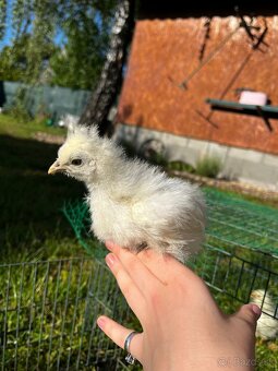 Kohút hodvábničky - 2