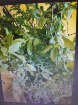 Predam sadenice vtaci zob - 2