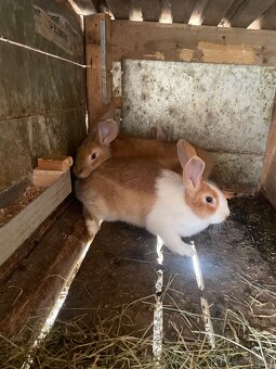 Šarišský obrovitý - 2