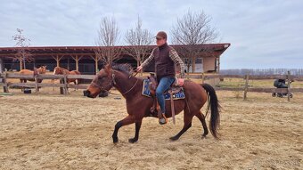 Quarter horse - 2