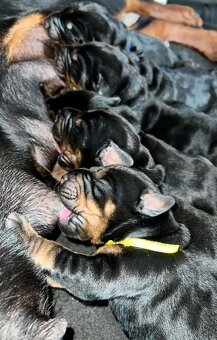 Doberman šteniatka s PP - 2