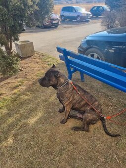 Bandog - 2
