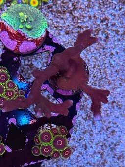 Montipora Digitata Purple - 2
