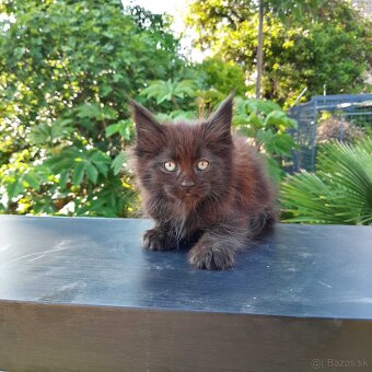 Mainská mývalia mačka / Maine Coon s PP - 2