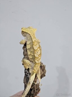 Pagekón riasnatý - Correlophus ciliatus - 2