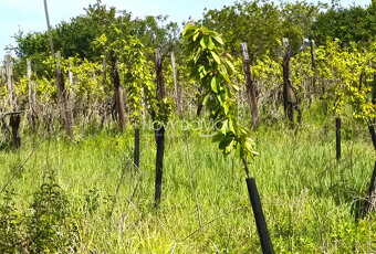 NA PREDAJ - vinice, obec Strekov, výmera 4659 m2 - 2