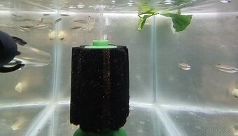 Štíhlotelky - Copella meinkeni - 2