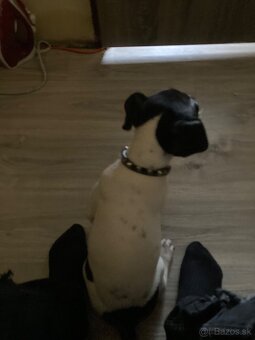 Americký stafordšírsky teriér - 2