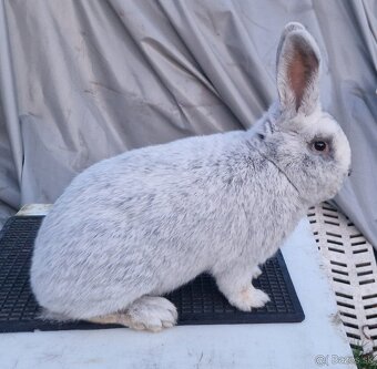 Velky svetly strieborny - samec - 2