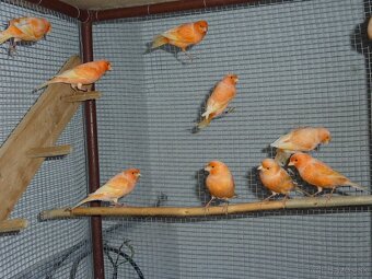 Predaj kanárikov - 2