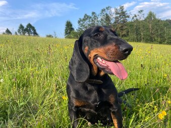 Tatranský durič x Slovenský kopov - 2