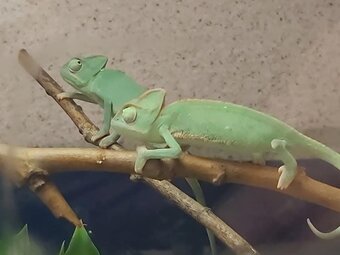 Chameleón jemenský - 2