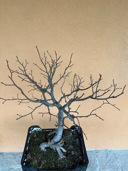 Bonsai 10 ročna Lipa - 2