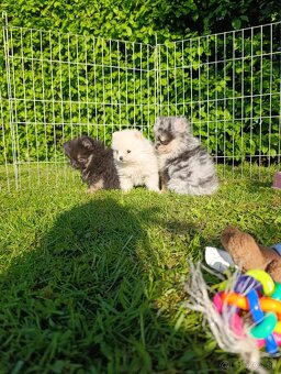 Pomeranian pomerian - 2