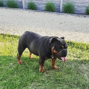 Krytie anglický buldog s PP - 2
